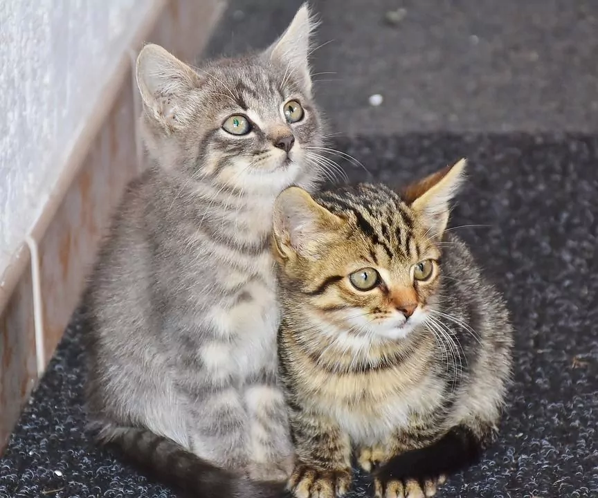 Pubs para amantes de los gatos