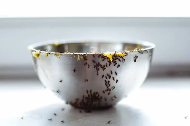 Plaga de hormigas en la cocina